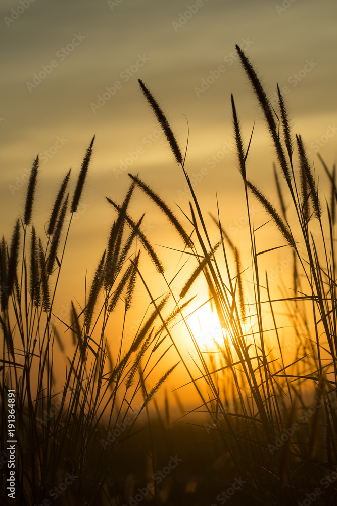 Grass with a warm light in the morning. Grass with a warm light in the morning.