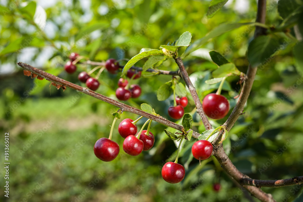 Tasty red cherry's on a branch in the farm Tasty red cherry's on a branch in the farm