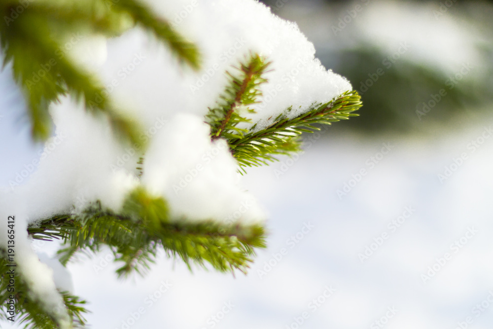 fir branches in the snow in the cold