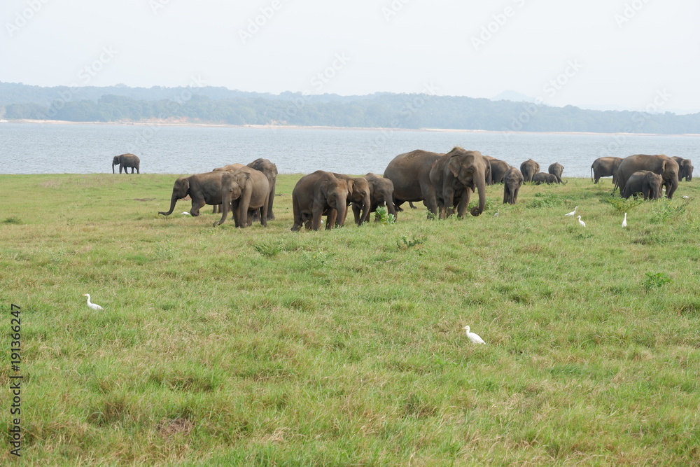 Elephants - Minneriya National Park, Sri Lanka Elephants - Minneriya National Park, Sri Lanka