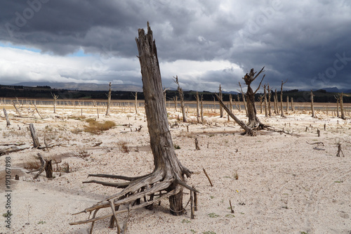 Dried up trees in a dam during a drought photo