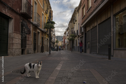 Calle y gato © leticia