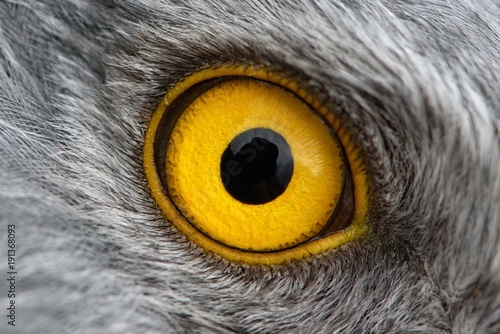 Eagle eye close-up, macro photo, eye of the male Northern Harrier photo