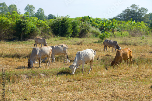 The small herd of cows is grazed on the slanted field. Thailand © sikaraha