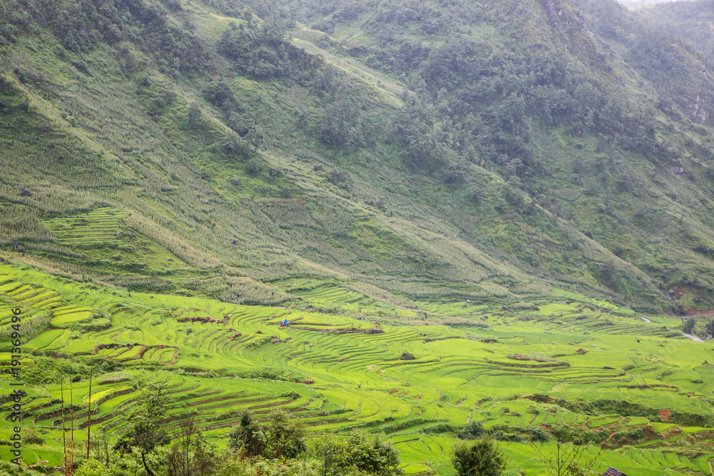 Obraz premium Terrace green rice fields