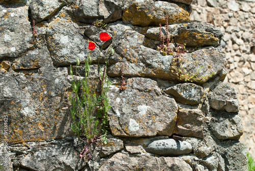 Coquelicot saxifrageet nombril de vénus sur un vieux mure de pierre sèche en Ardèche, France photo