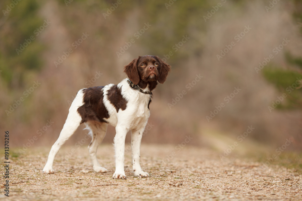 hunting dog epagneul breton on a walk in a beautiful forest