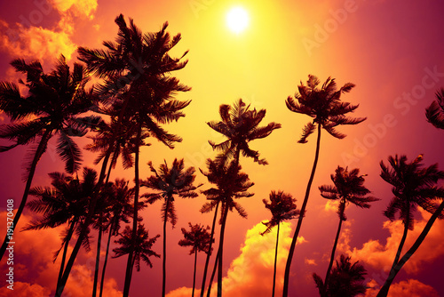 Fototapeta Naklejka Na Ścianę i Meble -  Tropical sunset. Palm trees silhouettes at the beach during sunset time.
