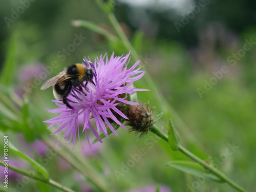 Bee on Flower © GWatkins