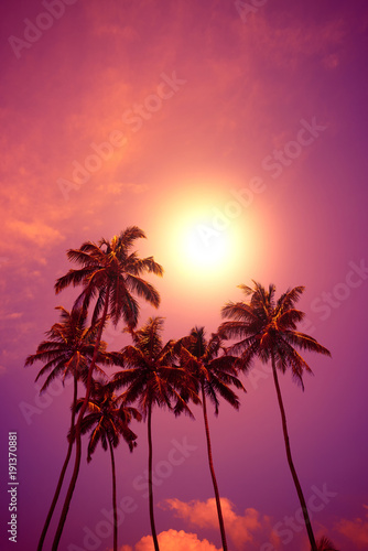 Tropical palm trees at sunset © nevodka.com