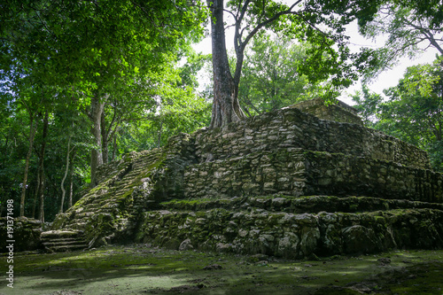 Tree growing on ancient Maya temple complex in Muil Chunyaxche