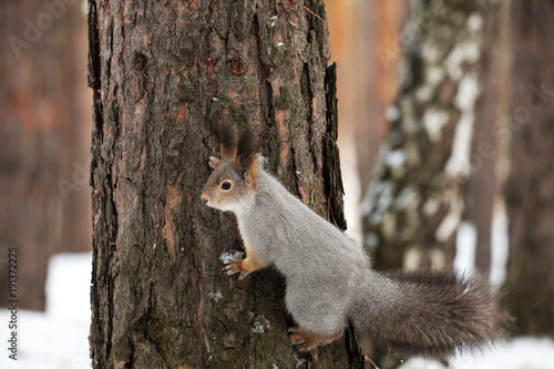 the tree on which the creeping gray squirrel, winter in the woods © metelevan