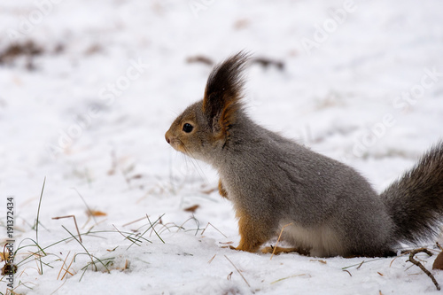 a gray squirrel sits in the snow in the winter forest, wild nature of Russia