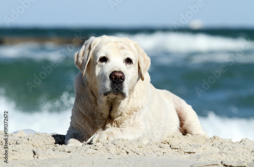 a yellow labrador playing at the sea portrait