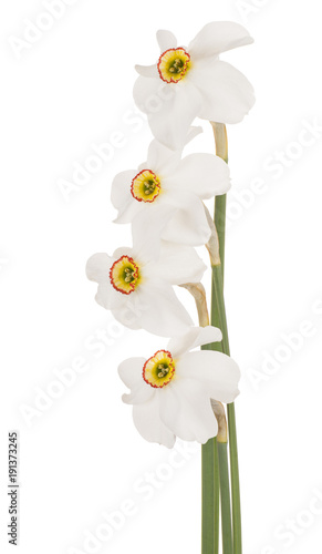 Fototapeta Naklejka Na Ścianę i Meble -  daffodil flower isolated