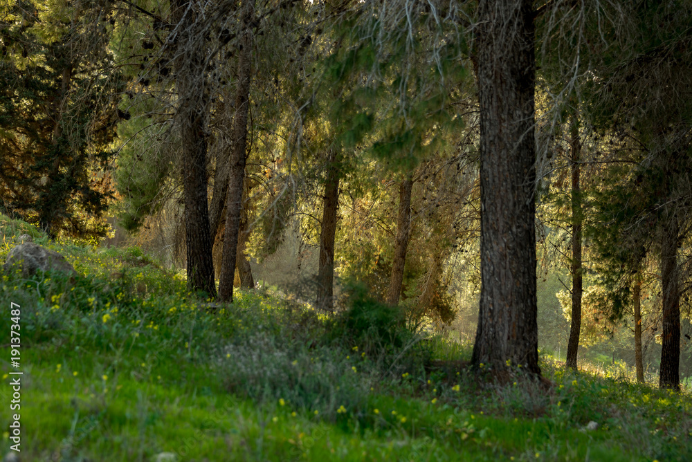 The Israeli forest. Early spring. Middle East Israel.