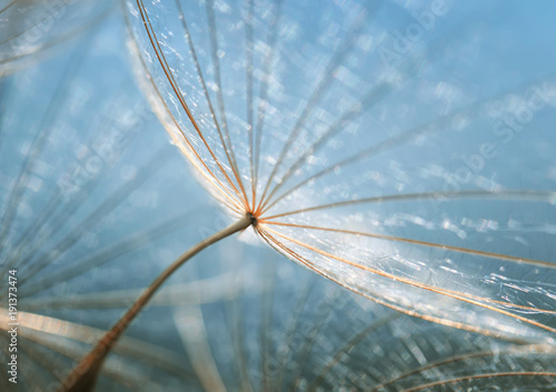 gentle natural backdrop of the fluffy seeds of the dandelion flower close-up