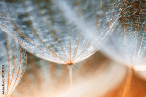 delicate fluffy dandelion flower seeds reach out to the blue sky on a Sunny day