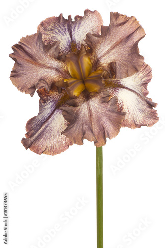 Fototapeta Naklejka Na Ścianę i Meble -  iris flower isolated