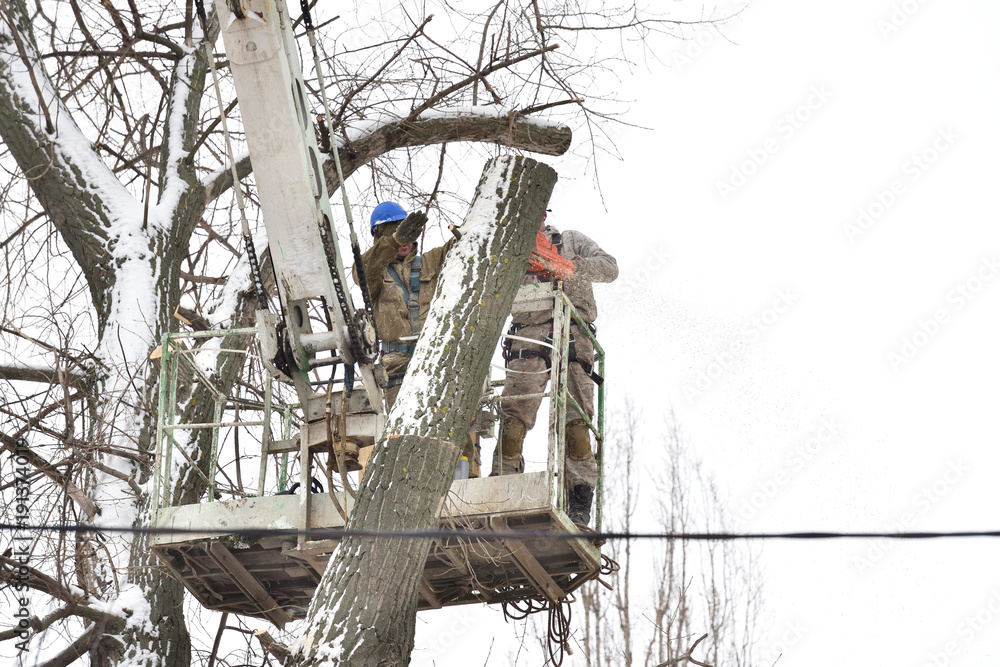 Two working men cut down a large tree in winter using a special rig machine