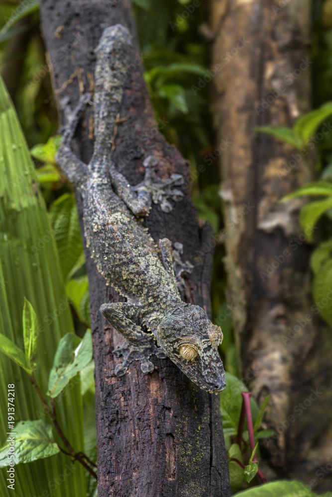 Giant Leaf-tail Gecko - Uroplatus fimbriatus, Madagascar rain forest. Rare well masked gecko, endemic in Madagascar. Mimicry. Camouflage. Giant Leaf-tail Gecko - Uroplatus fimbriatus, Madagascar rain forest. Rare well masked gecko, endemic in Madagascar. Mimicry. Camouflage.