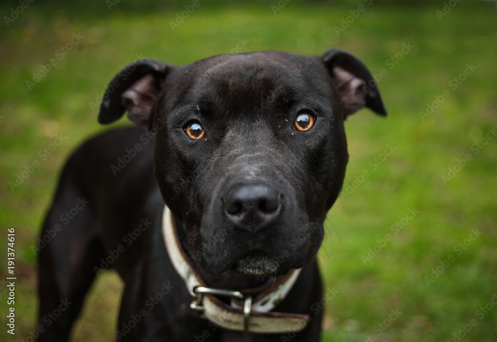 Pitbull Terrier Pitbull Terrier