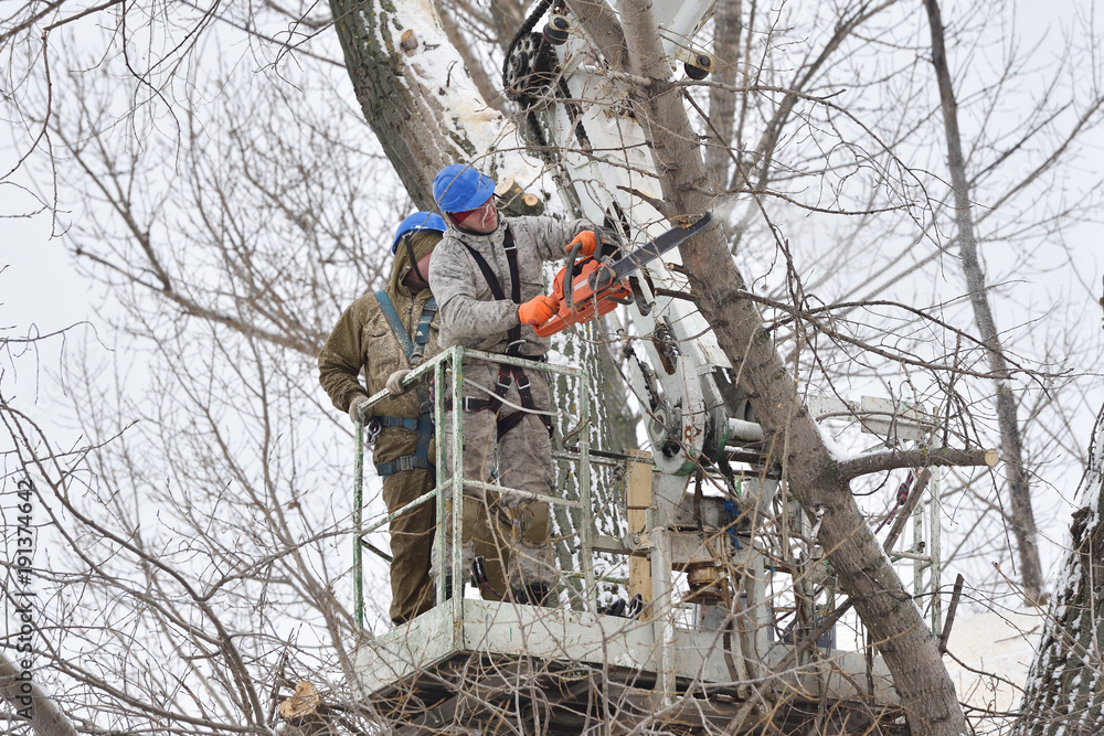 Two working men cut down a large tree in winter using a special rig machine