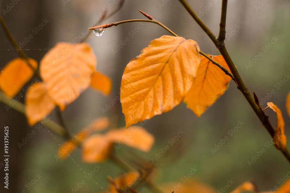 Obraz premium Herbstblatt