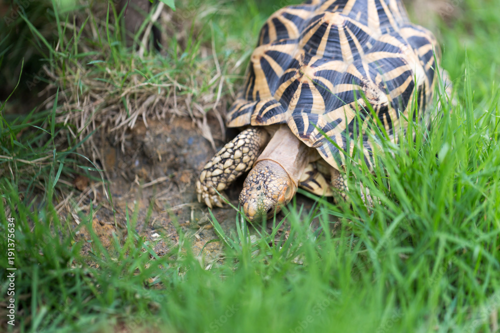 Indian turtle or star turtle is living in the field.