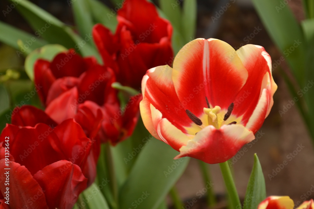 tulipanes naturales de diferentes colores blanco rojo y amarillo tulipanes naturales de diferentes colores blanco rojo y amarillo