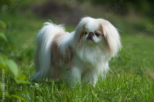 Fotografia, Obraz Rare brown Japanese Chin or Japanese Spaniel standing on Meadow.