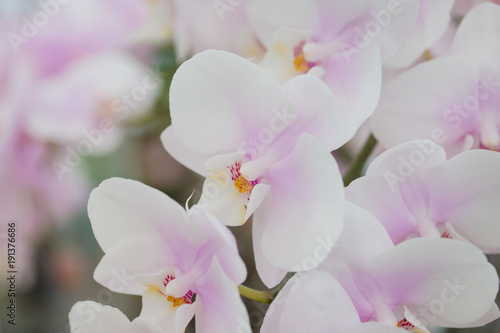 Orchids flowers in the garden.