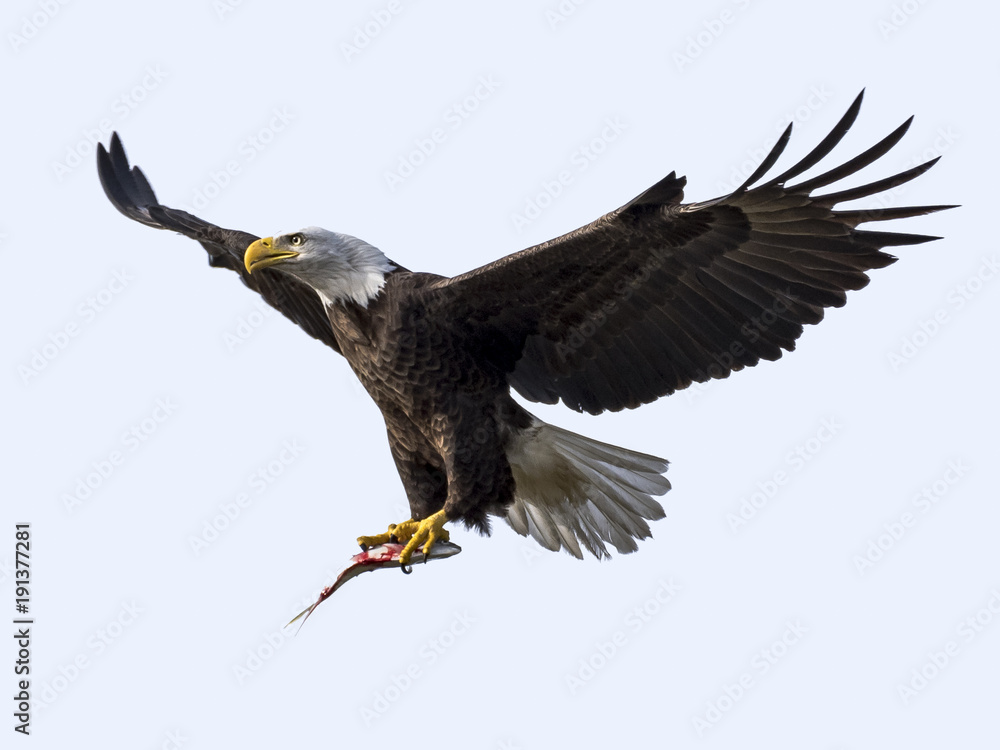 Fototapeta premium Bielik przynoszący ryby do gniazda