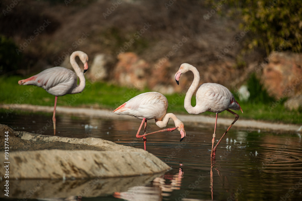 Flamingo Birds, sunbathing and resting