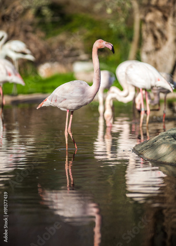 Flamingo Birds  sunbathing and resting