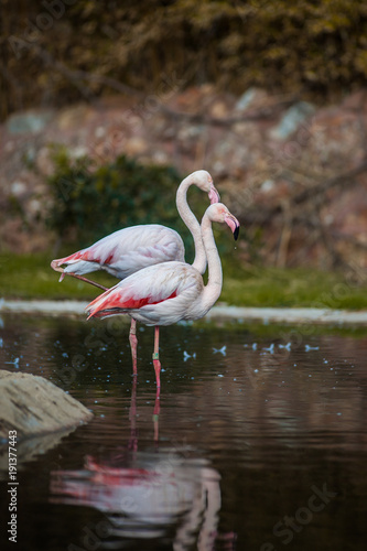 Flamingo Birds, sunbathing and resting