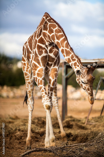 Cute Adorable Adult Giraffe  eating