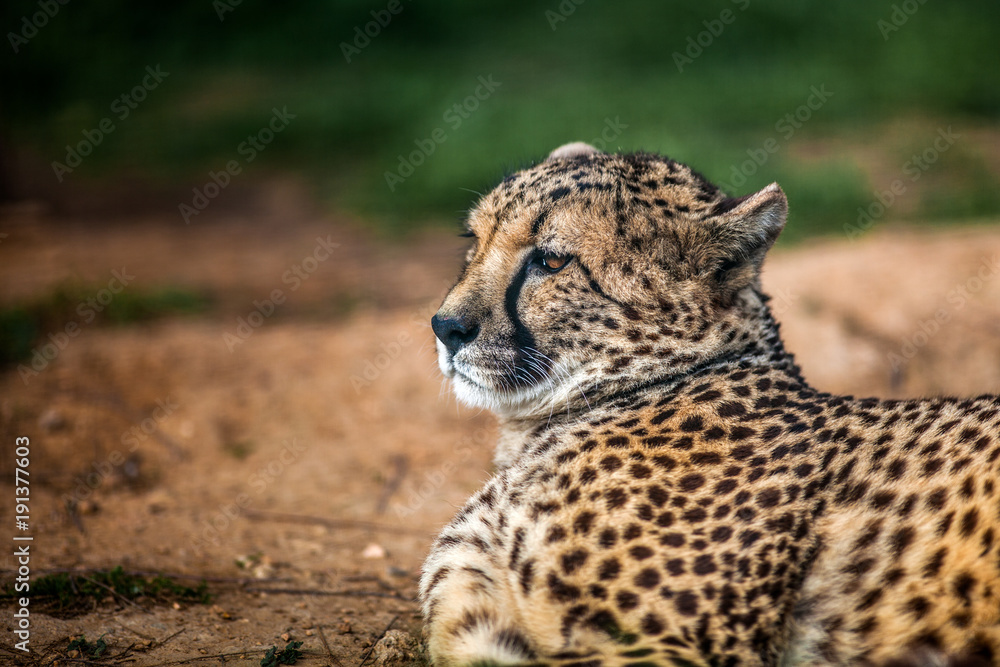 Fototapeta premium Beautiful Wild Cheetah resting on green fields, Close up