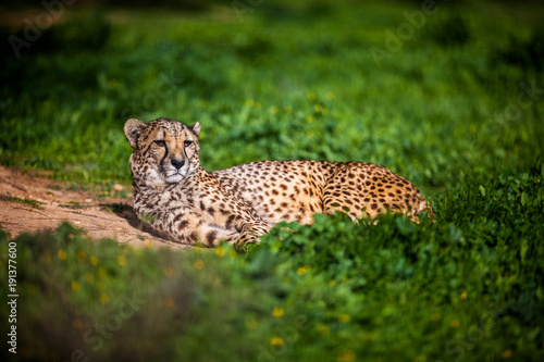 Beautiful Wild Cheetah resting on green fields, Close up