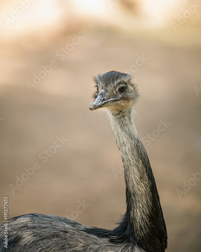 Portrait of a Young Ostrich, close up