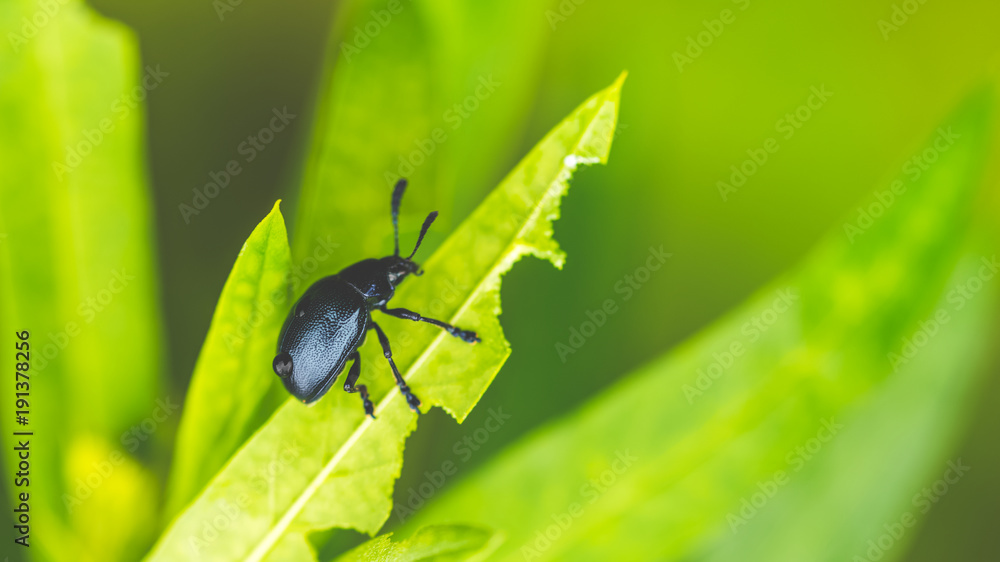 Fototapeta premium Insect On Green Leaves
