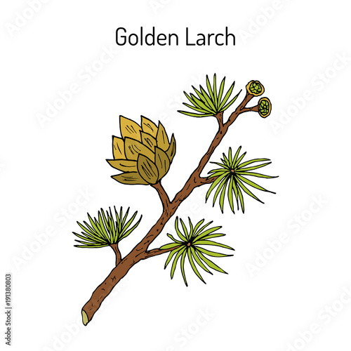 Golden Larch Pseudolarix amabilis , medicinal plant.