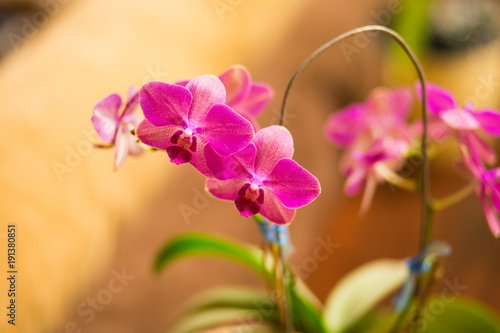 Fototapeta Naklejka Na Ścianę i Meble -  Pink orchid  Valentine romantic flower gift
