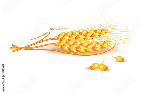Vector wheat on white background. Colorful vector illustration