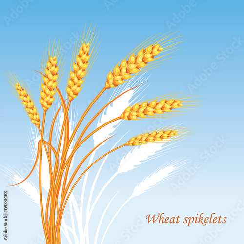 Vector wheat on a blue background. Colorful vector illustration