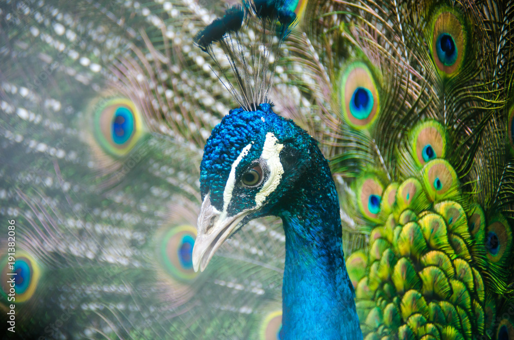 Obraz premium Peacock close up