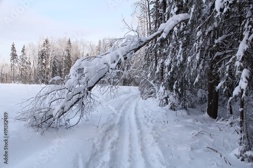 Wallpaper Mural Winter Torontodigital.ca