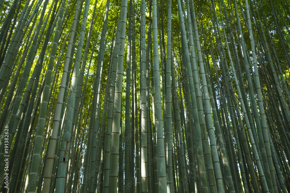 Fototapeta premium Bamboo forest at Kyoto, Japan