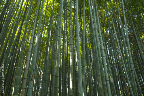 Bamboo forest at Kyoto  Japan