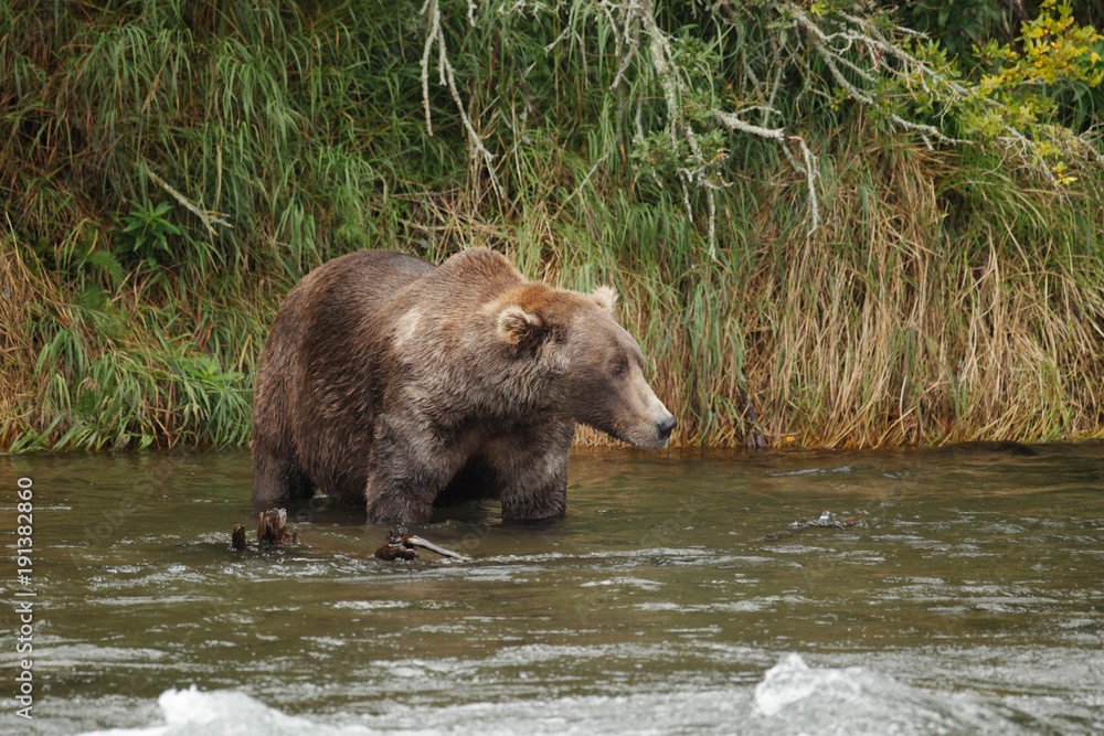 Brown Bear Brown Bear